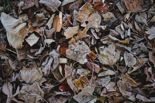 Frosty Leaf Background