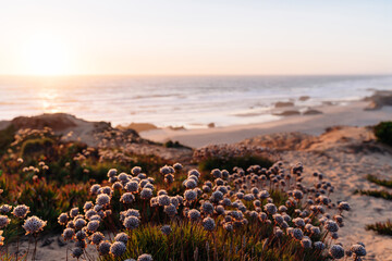 Wild nature by the sea at sunset