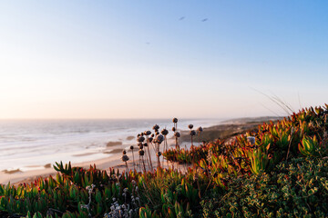 Obraz premium Wild nature by the sea at sunset