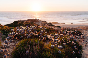 Wild nature by the sea at sunset