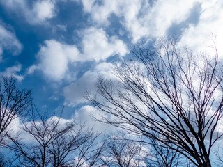 冬の枝木と青い空