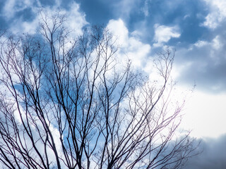 冬の枝木と青い空