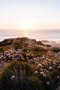 Fototapeta Wild nature by the sea at sunset