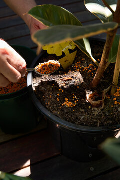 Gardener giving a house plant fertiliser