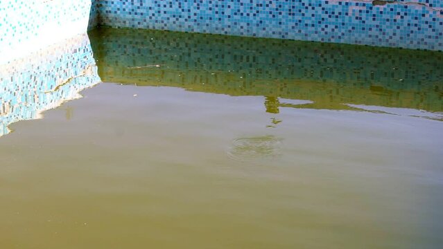 Little bird that eats insects that have fallen into the water in a dirty pool.
