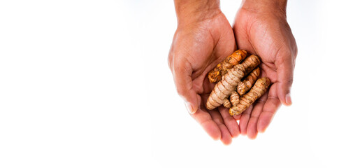 Curcuma longa - Fresh turmeric roots in hands