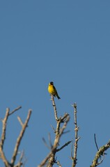 yellow backed shrike