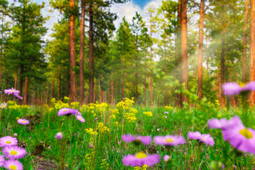 Wild Flowers In Lush Spring Summer Mountain Forest