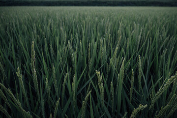 Green rice field