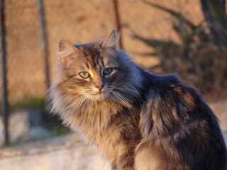 [Spain] Stray cat sitting on a white wall (the Albaicín, Granada)