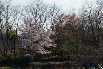 満開のサクラの木と雑木林
