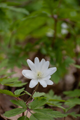 春の野原のキクザキイチゲ
