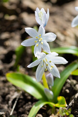 春の庭に咲く白いカワイイ花　シラー
