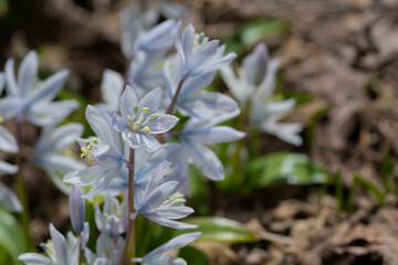 春の庭に咲く白いカワイイ花　シラー
