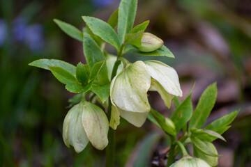 白い花のクリスマスローズ
