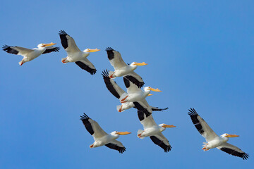 White Pelicans Northbound