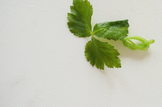 「結び三つ葉」の写真素材 6件の無料イラスト画像 Adobe Stock