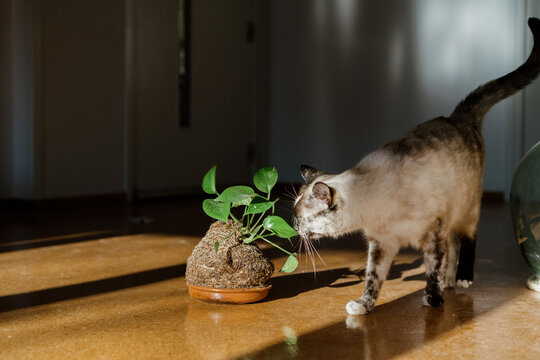 Curious cat smelling kokedama plant at home