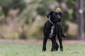 Great Dane puppy in a park at dawn
