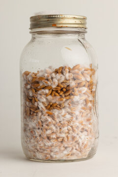 Mycelium colonizing a jar of grain
