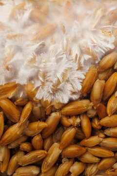 Mycelium colonizing a jar of grain