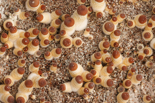 Magic mushrooms growing in a bin