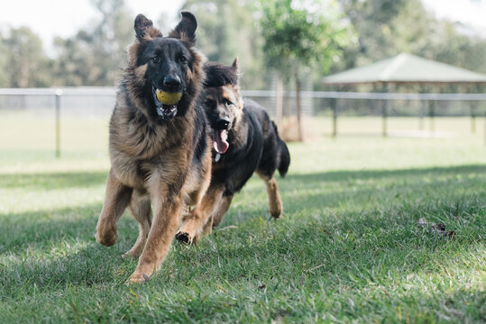 German shepherds playing in a park