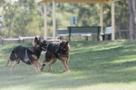 German shepherds playing in a park