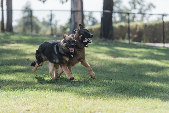 German shepherds playing in a park