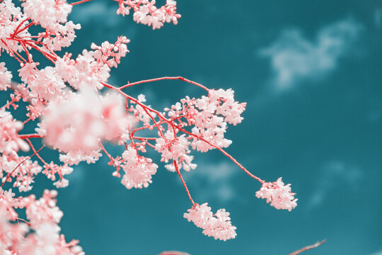 Infrared photography of Cherry blossoms