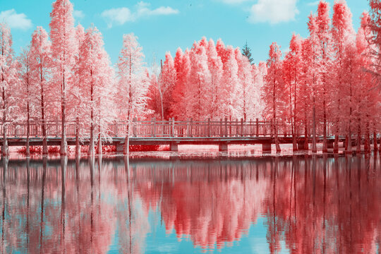 Infrared photography of  pines