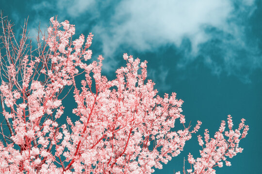 Infrared photography of Cherry blossoms