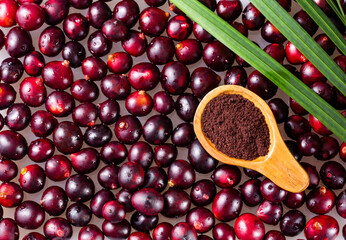 Euterpe oleracea - Acai berry powder in spoon