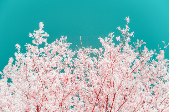Infrared photography of Cherry blossoms