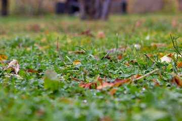 autumn leaves on the grass
