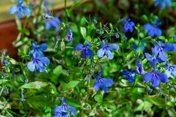 forget me not