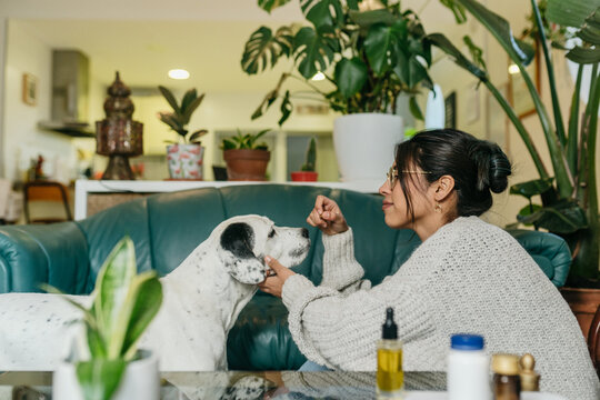 Calm dog recieving medicine from owner
