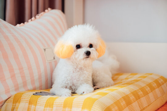 white puppy dog - Powered by Adobe