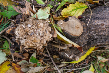 mushrooms in the grass