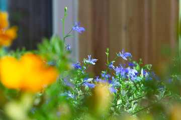 spring flowers in the garden