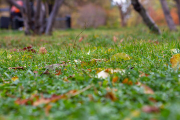 autumn leaves on grass