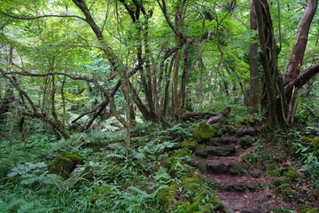 Fototapeta premium fascinating summer forest with a fine path