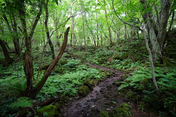 fascinating summer forest with a fine path