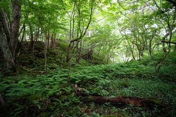 dense summer forest with old trees and fern