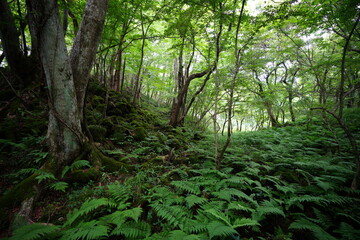 dense summer forest with old trees and fern