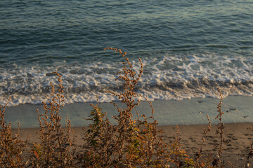 波打ち際の砂浜に生息する植物