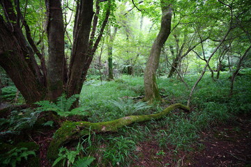 mossy trees and rocks in summer forest