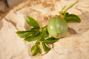 Green Passiflora fruit. Passion fruit on stone surface