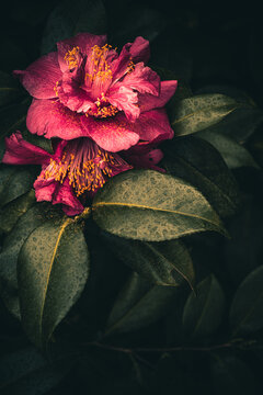 dusty red tree peony
