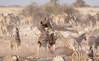 Obraz premium Zebra fighting in Etosha National Park Namibia, Africa .